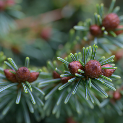 Red Spruce Tree Seeds | (Picea rubens) | Central Appalachian Provenance – Osceola, WV