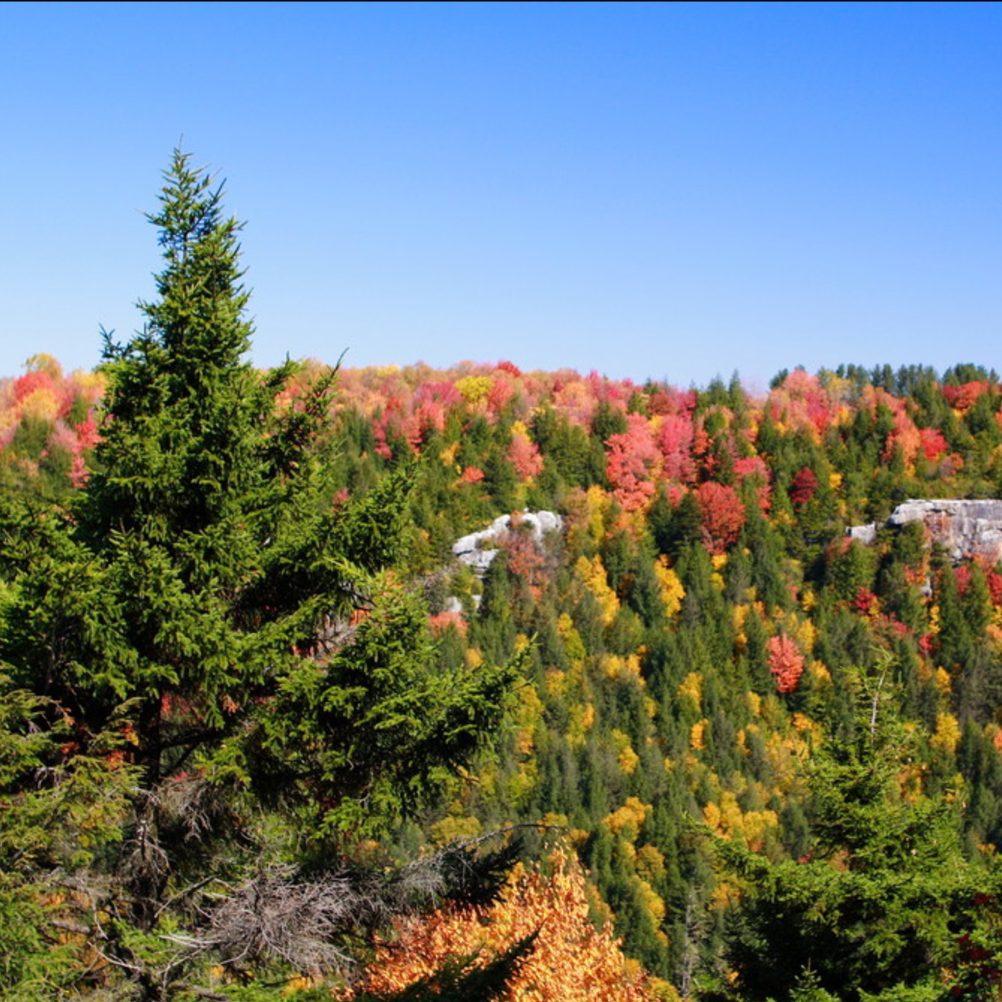 Red Spruce Tree Seeds | (Picea rubens) | Central Appalachian Provenance – Osceola, WV