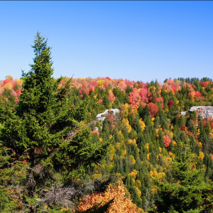Red Spruce Tree Seeds | (Picea rubens) | Central Appalachian Provenance – Osceola, WV