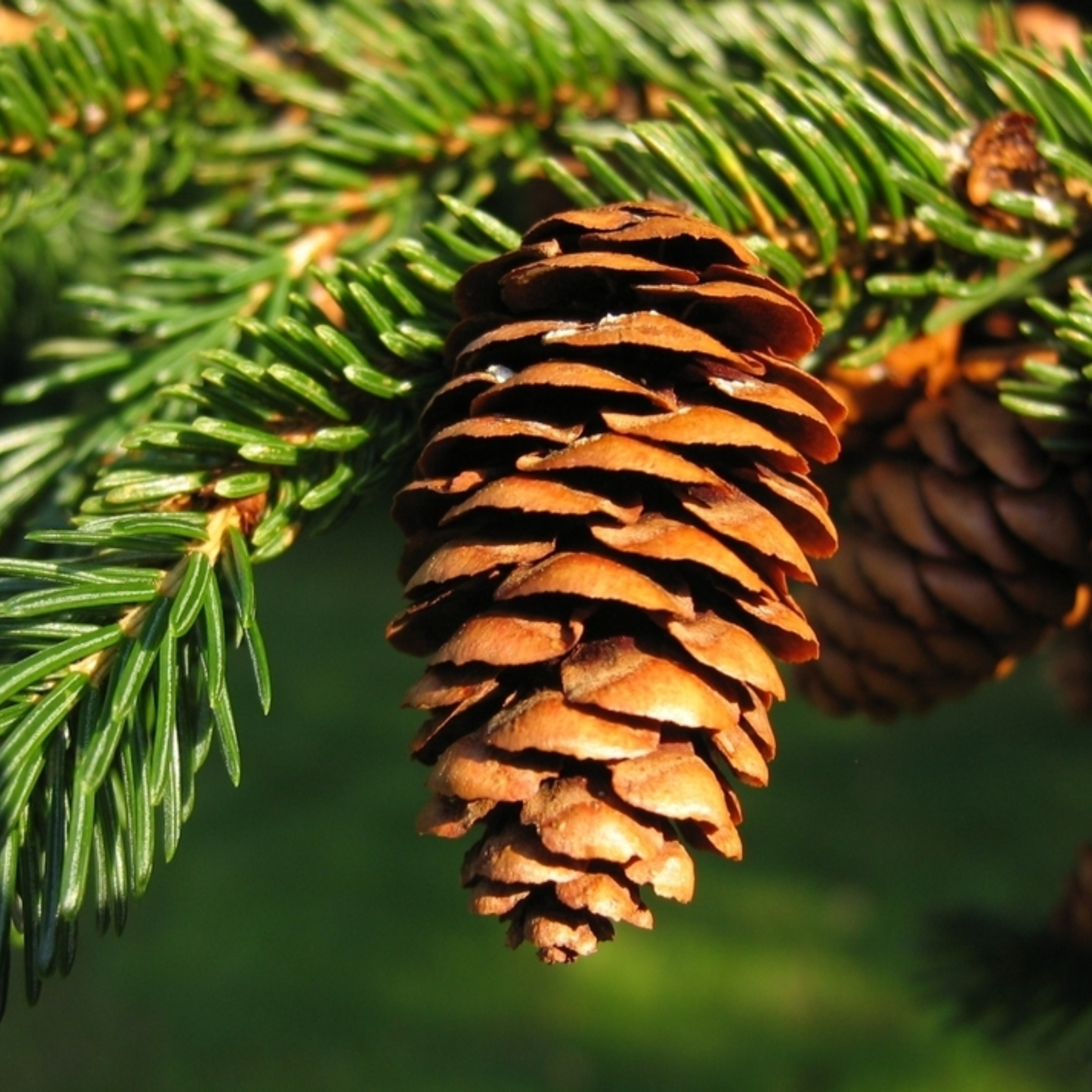 Red Spruce Tree Seeds | (Picea rubens) | Central Appalachian Provenance – Osceola, WV