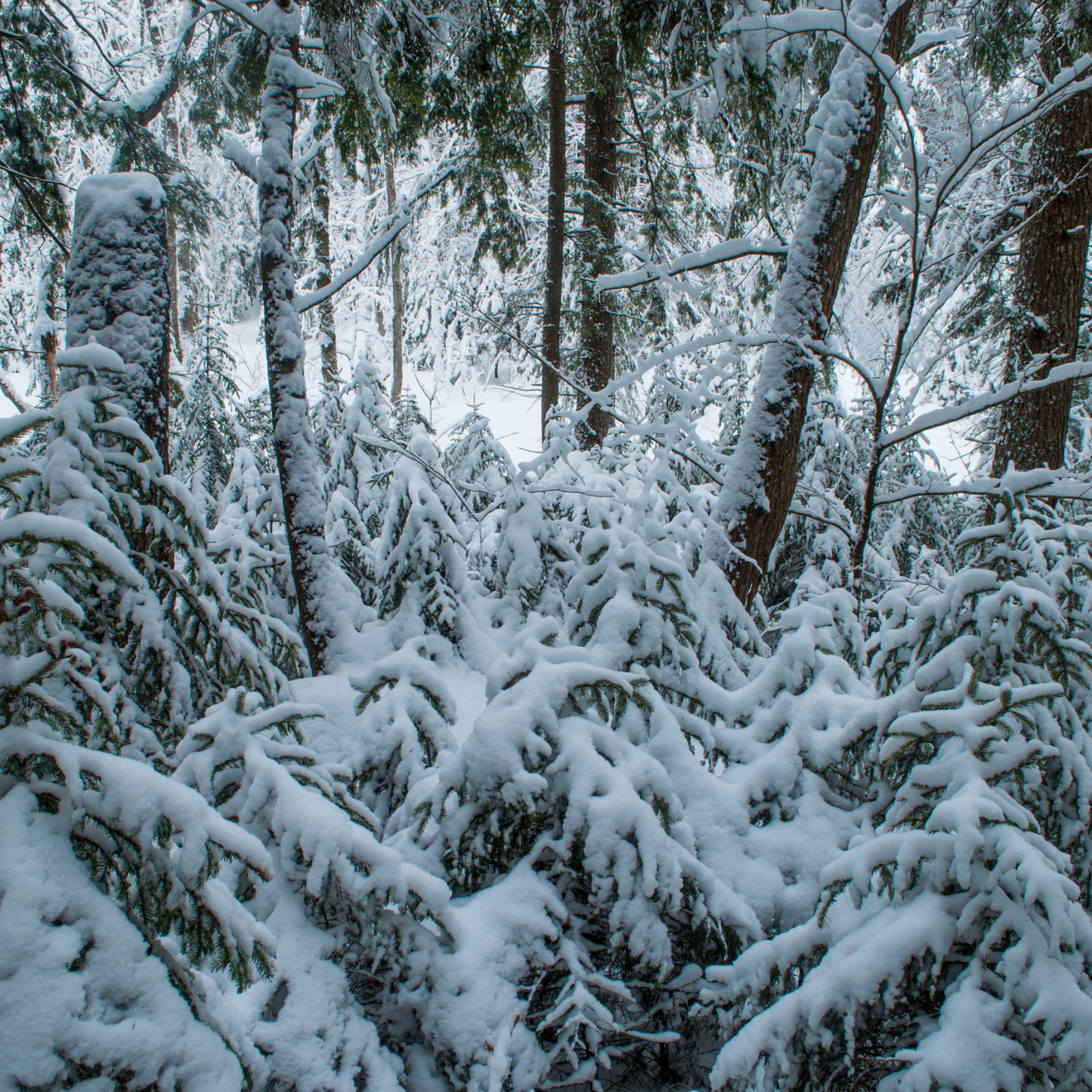 Red Spruce Tree Seeds | (Picea rubens) | Central Appalachian Provenance – Osceola, WV