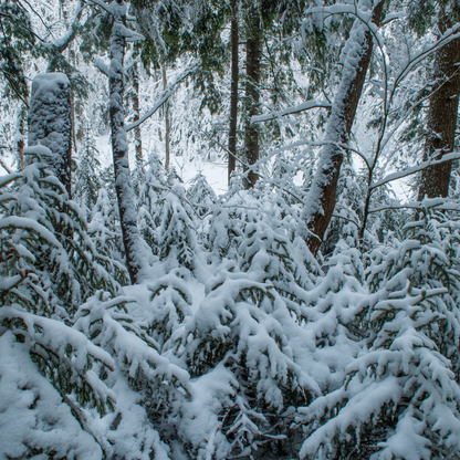 Red Spruce Tree Seeds | (Picea rubens) | Central Appalachian Provenance – Osceola, WV