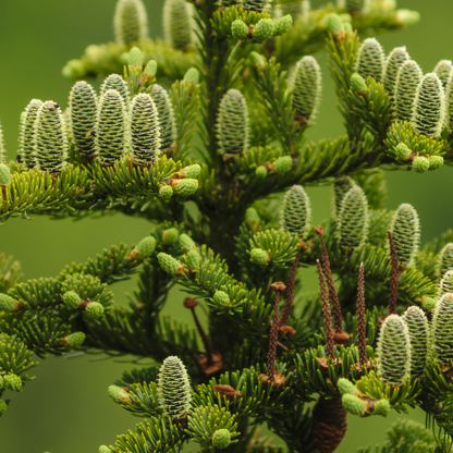 Red Spruce Tree Seeds | (Picea rubens) | Central Appalachian Provenance – Osceola, WV