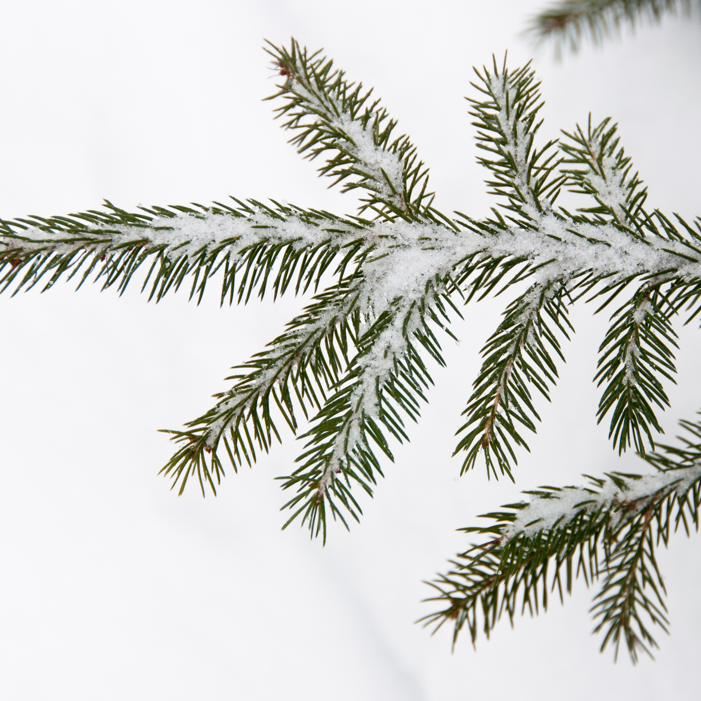 Red Spruce Tree Seeds | (Picea rubens) | Central Appalachian Provenance – Osceola, WV