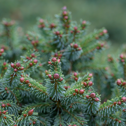 Red Spruce Tree Seeds | (Picea rubens) | Central Appalachian Provenance – Osceola, WV