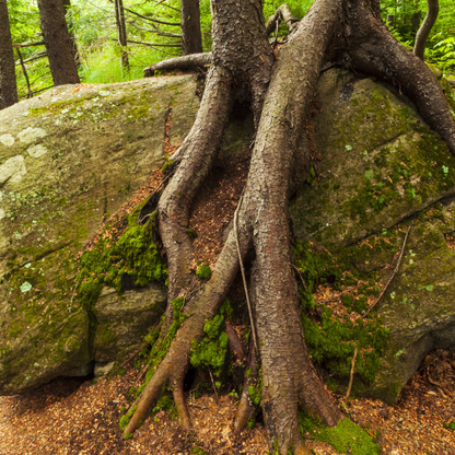 Red Spruce Tree Seeds | (Picea rubens) | Central Appalachian Provenance – Osceola, WV