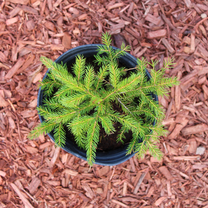 Red Spruce Tree Seeds | (Picea rubens) | Central Appalachian Provenance – Osceola, WV