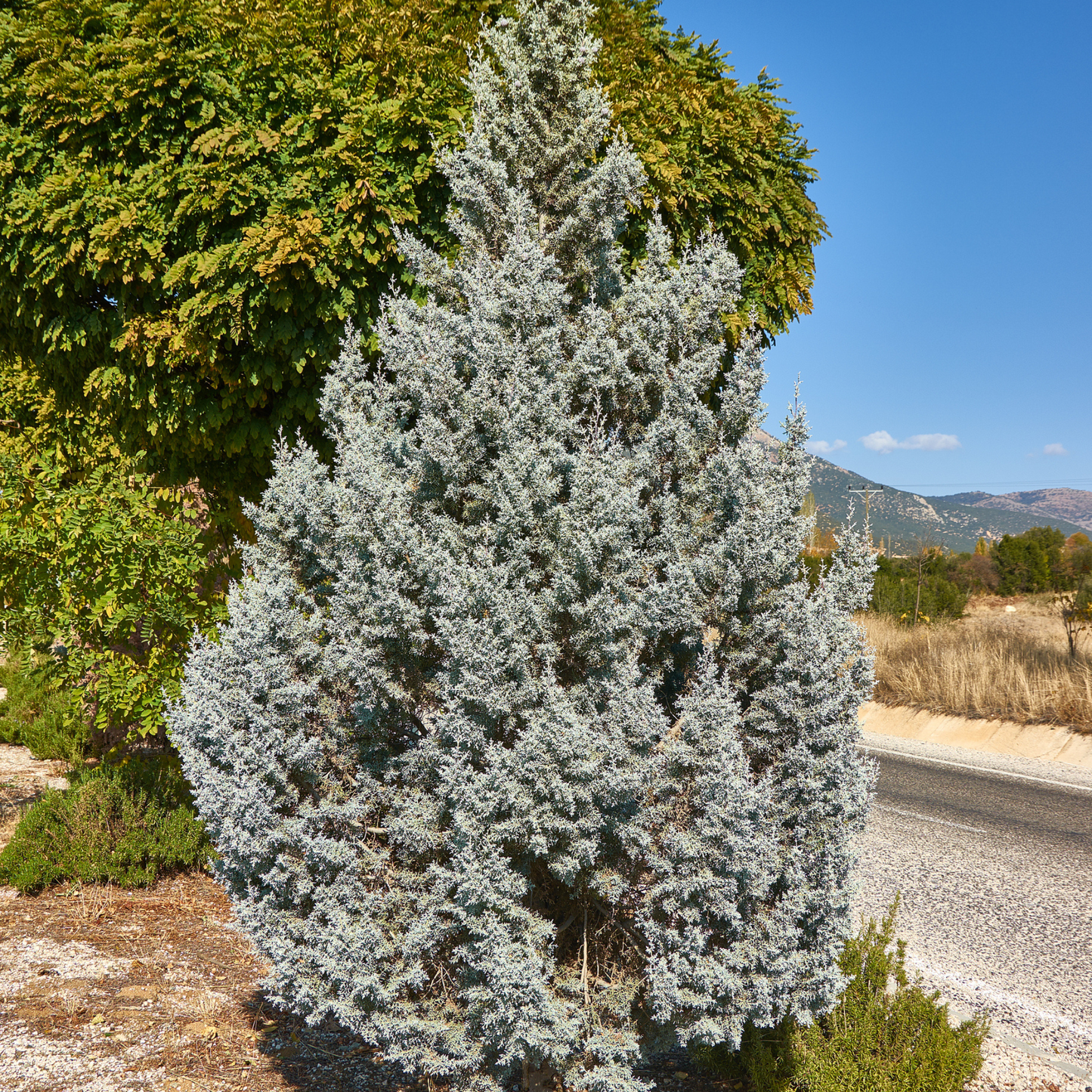 Rocky Mountain Juniper Tree Seeds | Rocky Mt. Juniper | (Juniperus scopulorum)