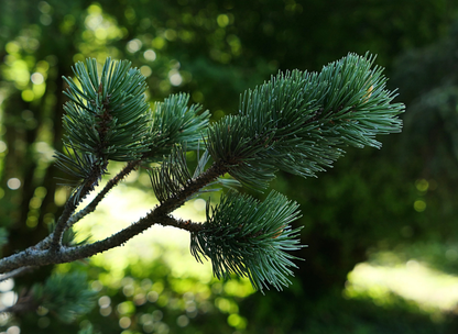 Rocky Mountain Bristlecone Pine Tree Seeds | (Pinus Aristata)