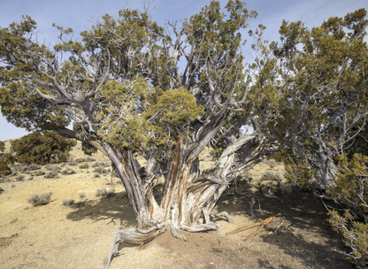 Rocky Mountain Bristlecone Pine Tree Seeds | (Pinus Aristata)