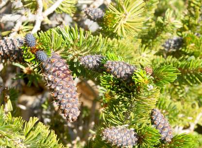 Rocky Mountain Bristlecone Pine Tree Seeds | (Pinus Aristata)