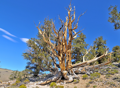 Rocky Mountain Bristlecone Pine Tree Seeds | (Pinus Aristata)