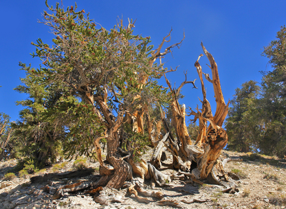 Rocky Mountain Bristlecone Pine Tree Seeds | (Pinus Aristata)