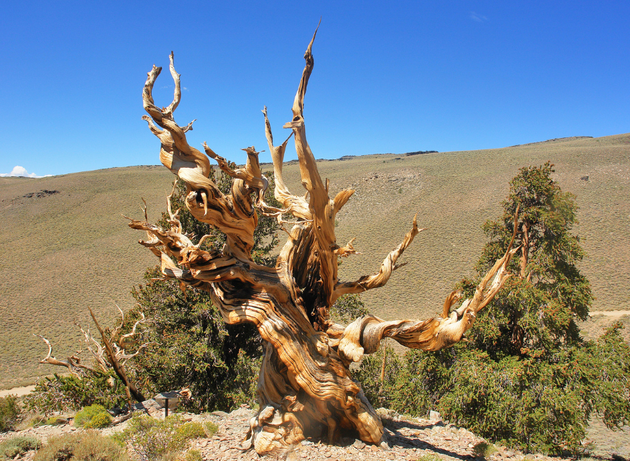 Rocky Mountain Bristlecone Pine Tree Seeds | (Pinus Aristata)