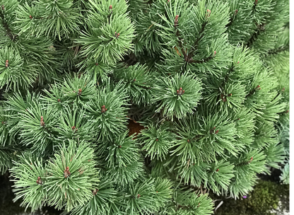 Rocky Mountain Bristlecone Pine Tree Seeds | (Pinus Aristata)