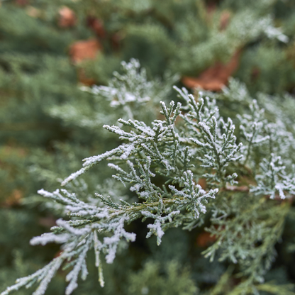 Rocky Mountain Juniper Tree Seeds | Rocky Mt. Juniper | (Juniperus scopulorum)