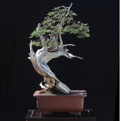 Rocky Mountain Juniper Tree Seeds | Rocky Mt. Juniper | (Juniperus scopulorum)