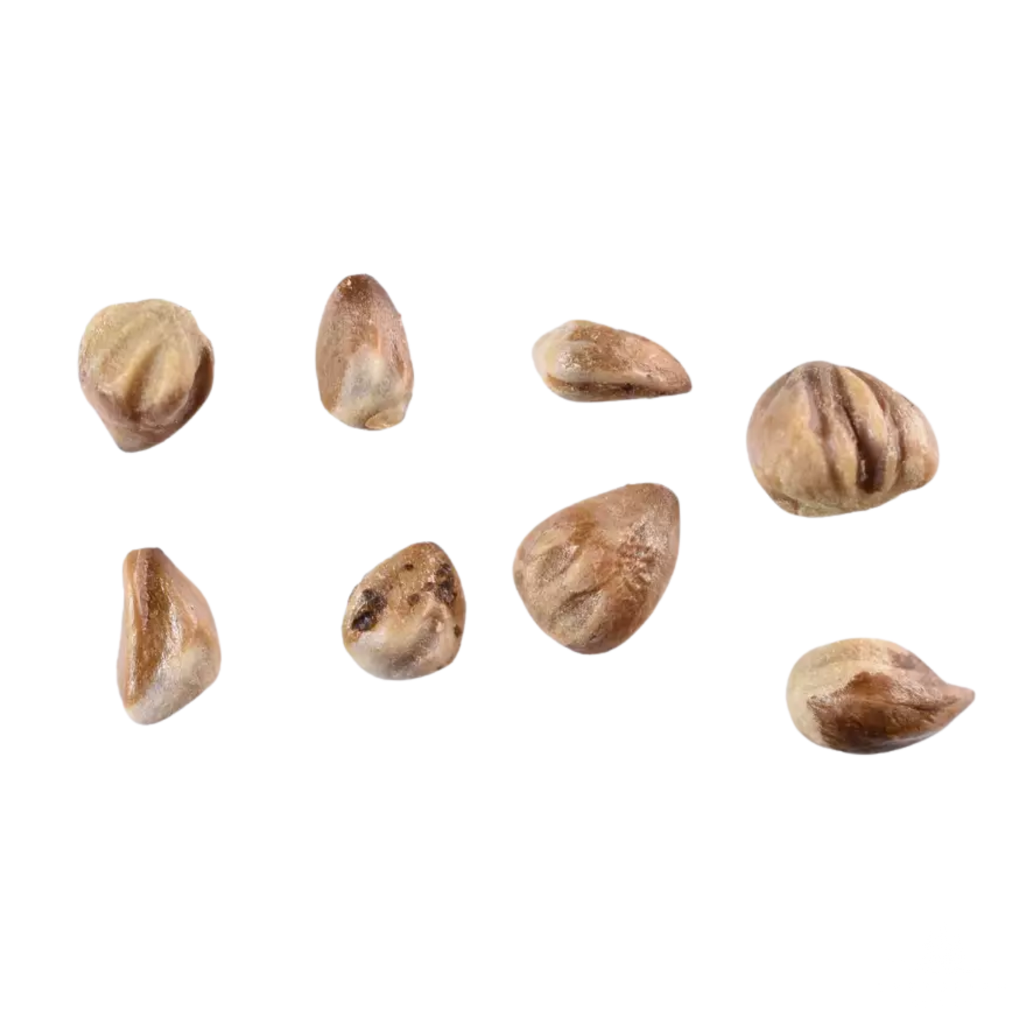 Rocky Mountain Juniper Tree Seeds | Rocky Mt. Juniper | (Juniperus scopulorum)