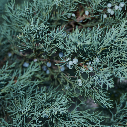 Rocky Mountain Juniper Tree Seeds | Rocky Mt. Juniper | (Juniperus scopulorum)