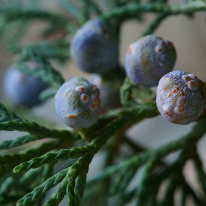 Rocky Mountain Juniper Tree Seeds | Rocky Mt. Juniper | (Juniperus scopulorum)