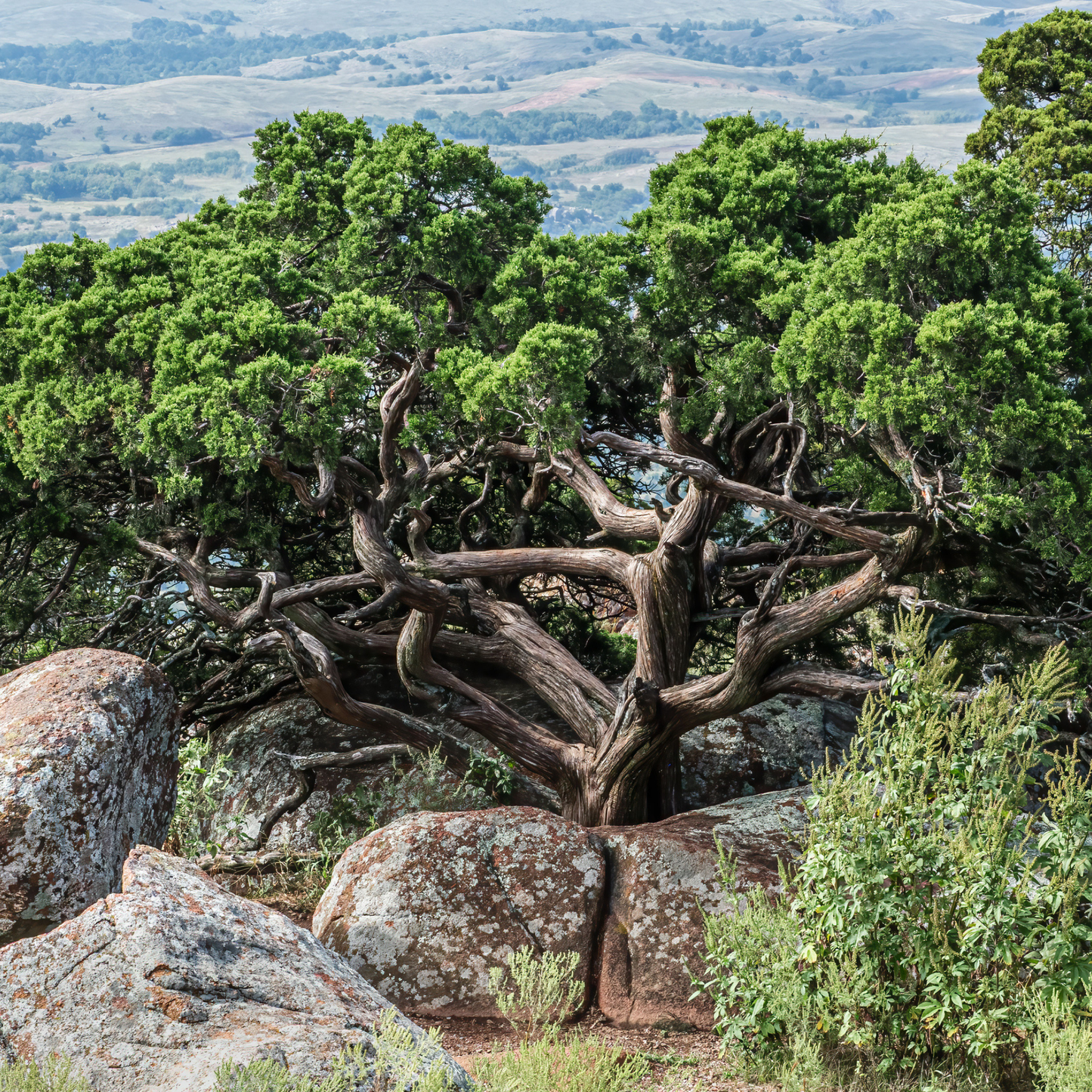 Rocky Mountain Juniper Tree Seeds | Rocky Mt. Juniper | (Juniperus scopulorum)