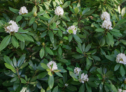 Rosebay Rhododendron Tree Seeds | Great Laurel | (Rhododendron maximum)