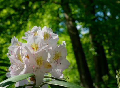 Rosebay Rhododendron Tree Seeds | Great Laurel | (Rhododendron maximum)