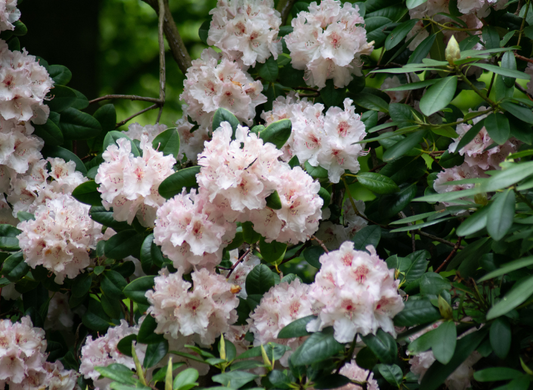 Rosebay Rhododendron Tree Seeds | Great Laurel | (Rhododendron maximum)