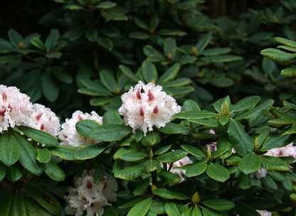 Rosebay Rhododendron Tree Seeds | Great Laurel | (Rhododendron maximum)