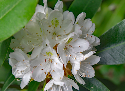 Rosebay Rhododendron Tree Seeds | Great Laurel | (Rhododendron maximum)