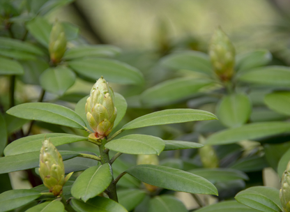 Rosebay Rhododendron Tree Seeds | Great Laurel | (Rhododendron maximum)