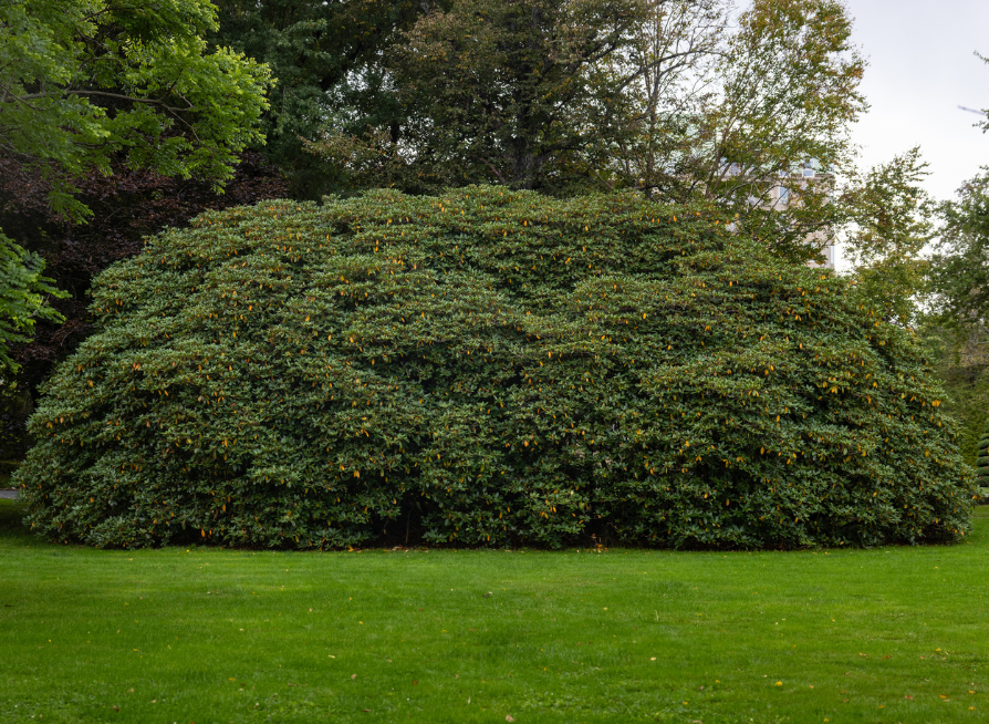 Rosebay Rhododendron Tree Seeds | Great Laurel | (Rhododendron maximum)