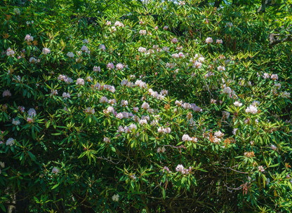 Rosebay Rhododendron Tree Seeds | Great Laurel | (Rhododendron maximum)