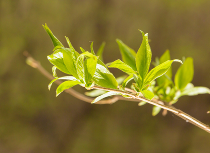 Hardy Rubber Tree Seeds | Gutta-Percha Tree | (Eucommia ulmoides)