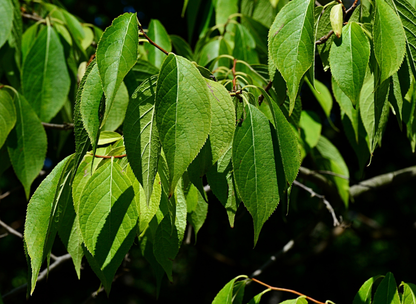 Hardy Rubber Tree Seeds | Gutta-Percha Tree | (Eucommia ulmoides)