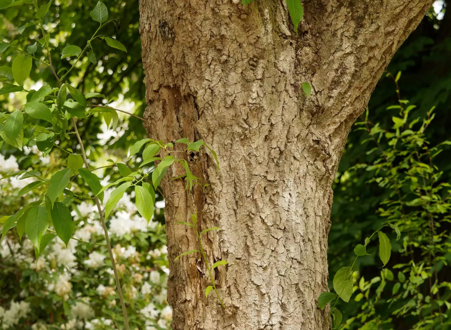 Hardy Rubber Tree Seeds | Gutta-Percha Tree | (Eucommia ulmoides)