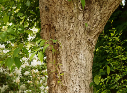 Hardy Rubber Tree Seeds | Gutta-Percha Tree | (Eucommia ulmoides)