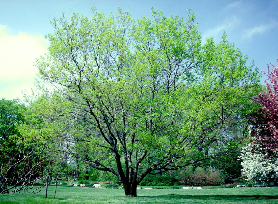 Hardy Rubber Tree Seeds | Gutta-Percha Tree | (Eucommia ulmoides)