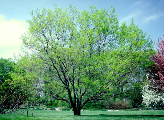 Hardy Rubber Tree Seeds | Gutta-Percha Tree | (Eucommia ulmoides)