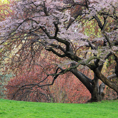 Sargent Cherry Tree Seeds | North Japanese Hill Cherry | (Prunus sargentii)