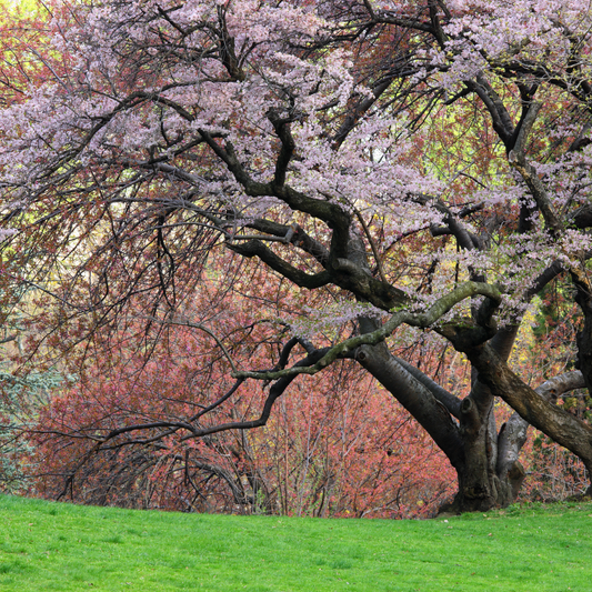 Sargent Cherry Tree Seeds | North Japanese Hill Cherry | (Prunus sargentii)