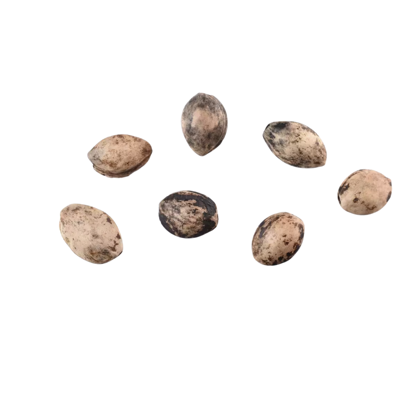 Sargent Cherry Tree Seeds | North Japanese Hill Cherry | (Prunus sargentii)