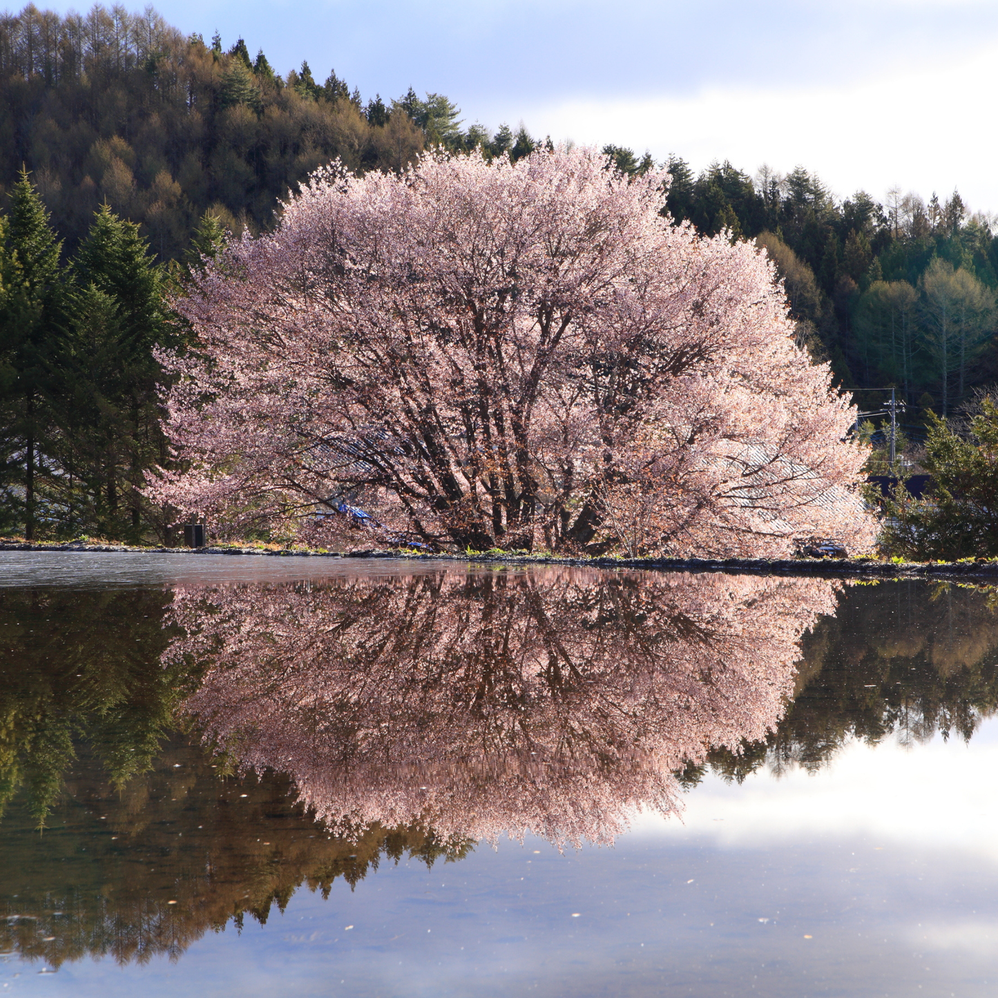 Sargent Cherry Tree Seeds | North Japanese Hill Cherry | (Prunus sargentii)