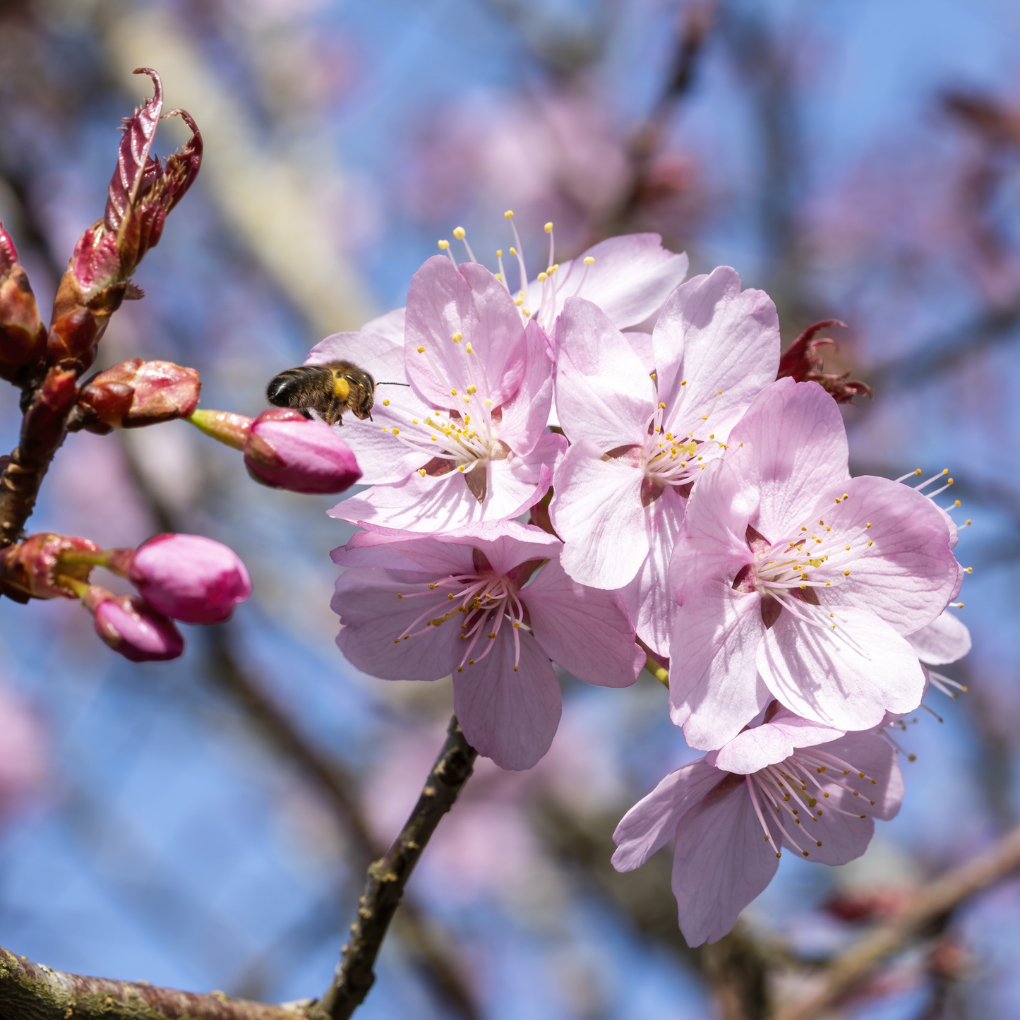 Sargent Cherry Tree Seeds | North Japanese Hill Cherry | (Prunus sargentii)