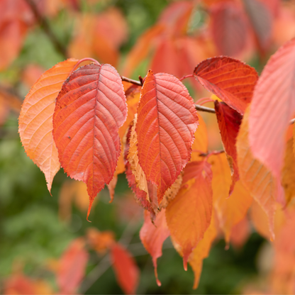 Sargent Cherry Tree Seeds | North Japanese Hill Cherry | (Prunus sargentii)