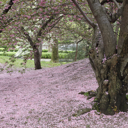 Sargent Cherry Tree Seeds | North Japanese Hill Cherry | (Prunus sargentii)