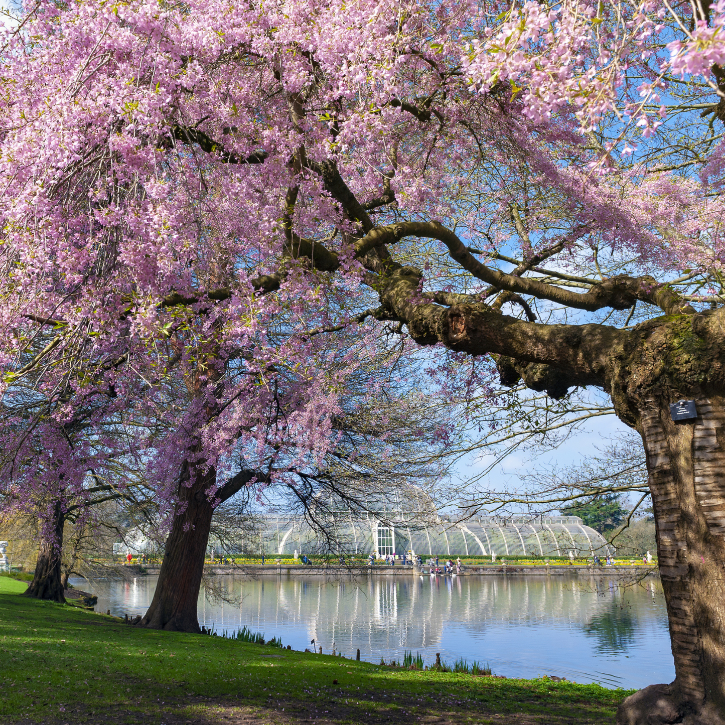 Sargent Cherry Tree Seeds | North Japanese Hill Cherry | (Prunus sargentii)