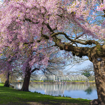Sargent Cherry Tree Seeds | North Japanese Hill Cherry | (Prunus sargentii)