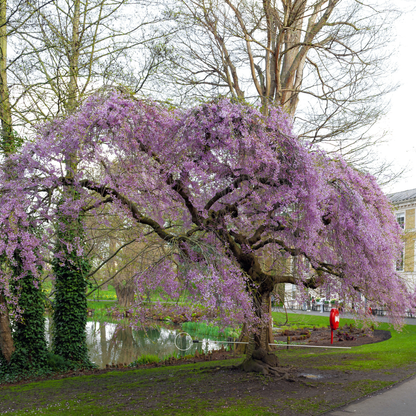 Sargent Cherry Tree Seeds | North Japanese Hill Cherry | (Prunus sargentii)