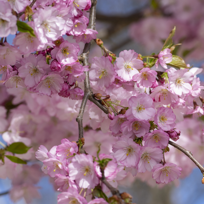Sargent Cherry Tree Seeds | North Japanese Hill Cherry | (Prunus sargentii)